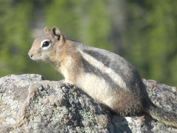 Chipmunk